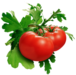 Tomatoes PNG-12588
